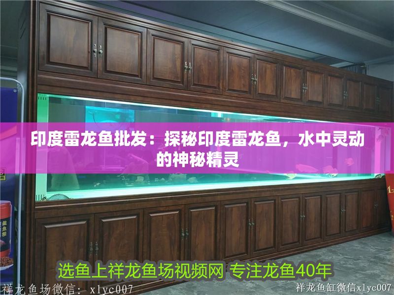 印度雷龍魚批發：探秘印度雷龍魚，水中靈動的神秘精靈