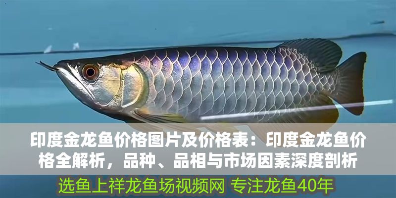 印度金龍魚價格圖片及價格表：印度金龍魚價格全解析，品種、品相與市場因素深度剖析