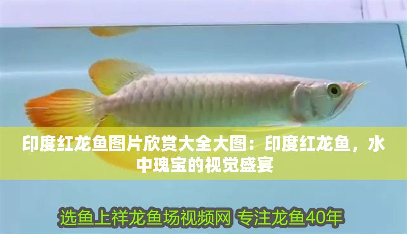 印度紅龍魚圖片欣賞大全大圖：印度紅龍魚，水中瑰寶的視覺盛宴