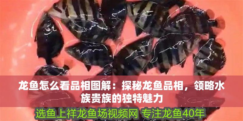 龍魚怎么看品相圖解：探秘龍魚品相，領(lǐng)略水族貴族的獨(dú)特魅力