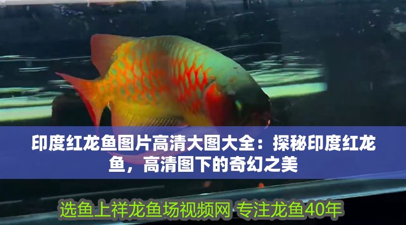 印度紅龍魚圖片高清大圖大全：探秘印度紅龍魚，高清圖下的奇幻之美