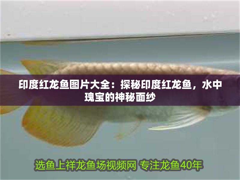 印度紅龍魚圖片大全：探秘印度紅龍魚，水中瑰寶的神秘面紗