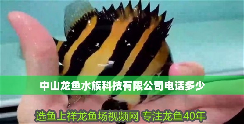 中山龍魚水族科技有限公司電話多少