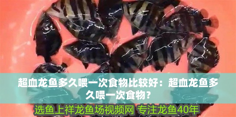 超血龍魚多久喂一次食物比較好：超血龍魚多久喂一次食物？