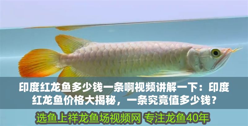 印度紅龍魚多少錢一條啊視頻講解一下：印度紅龍魚價格大揭秘，一條究竟值多少錢？