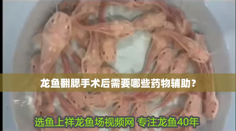 龍魚翻腮手術(shù)后需要哪些藥物輔助？