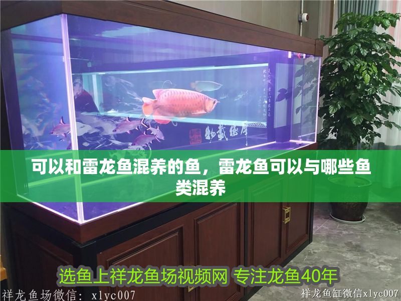 可以和雷龍魚混養的魚，雷龍魚可以與哪些魚類混養 可以和雷龍魚混養的魚，雷龍魚可以與哪些魚類混養 龍魚百科 第2張