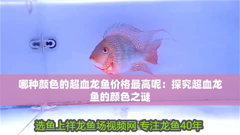 哪種顏色的超血龍魚價格最高呢：探究超血龍魚的顏色之謎