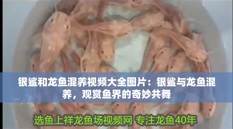 銀鯊和龍魚混養(yǎng)視頻大全圖片：銀鯊與龍魚混養(yǎng)，觀賞魚界的奇妙共舞