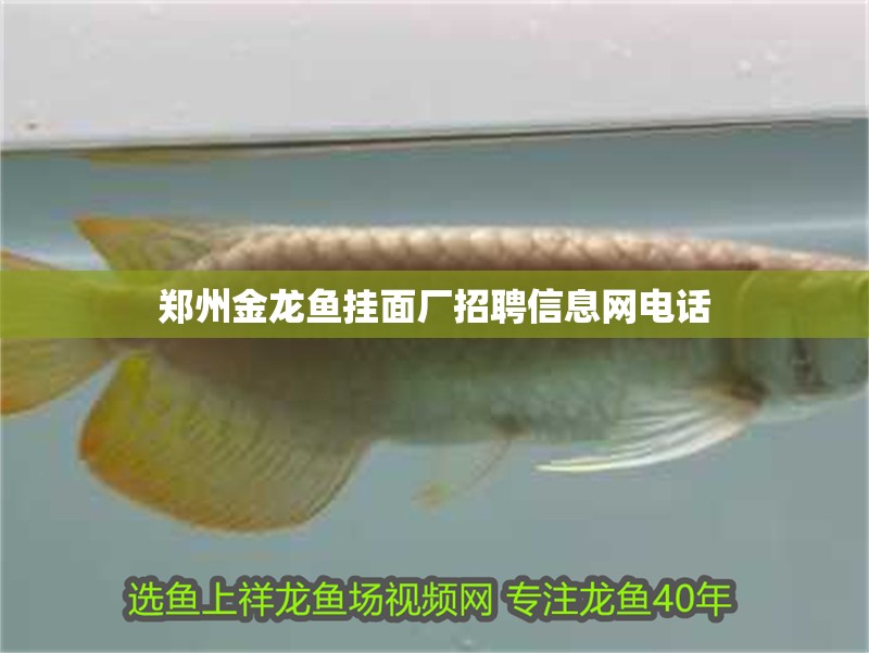 鄭州金龍魚掛面廠招聘信息網電話