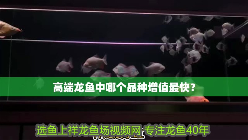 高端龍魚中哪個品種增值最快？