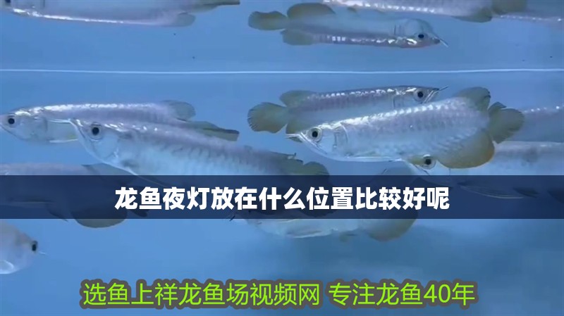 龍魚夜燈放在什么位置比較好呢