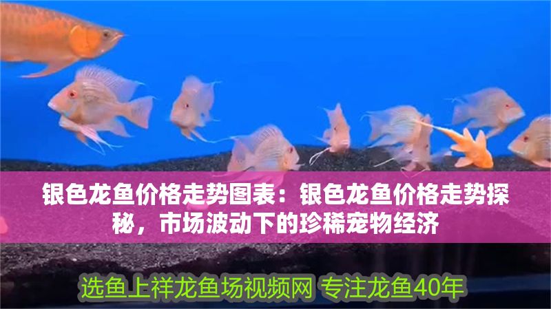 銀色龍魚價(jià)格走勢圖表：銀色龍魚價(jià)格走勢探秘，市場波動(dòng)下的珍稀寵物經(jīng)濟(jì)