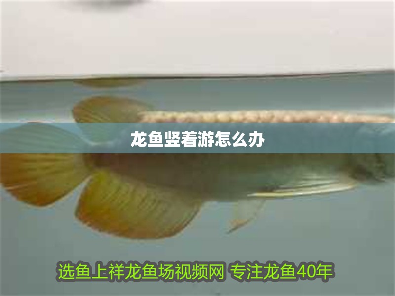龍魚豎著游怎么辦