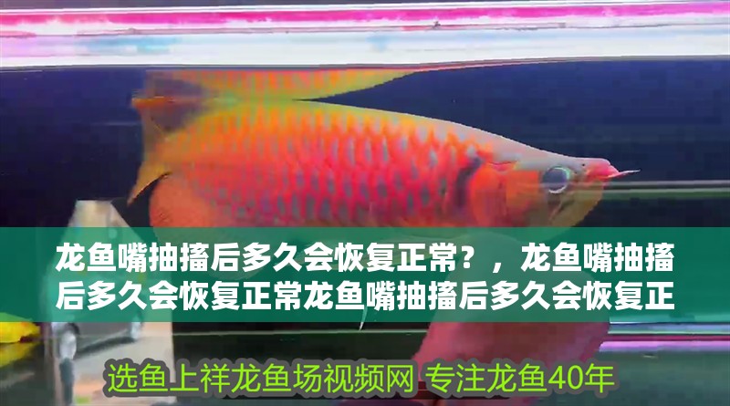 紅龍魚用黃燈烤有用嗎 龍魚嘴抽搐后多久會恢復正常?,龍魚嘴抽搐后多久會恢復正常龍魚嘴抽搐后多久會恢復正常 龍魚百科 龍魚嘴抽搐后多久會恢復正常?,龍魚嘴抽搐后多久會恢復正常龍魚嘴抽搐后多久會恢復正常 龍魚嘴抽搐后多久會恢復正常?,龍魚嘴抽搐后多久會恢復正常龍魚嘴抽搐后多久會恢復正常 龍魚百科