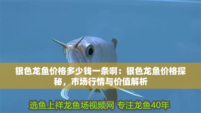 銀色龍魚價(jià)格多少錢一條啊：銀色龍魚價(jià)格探秘，市場行情與價(jià)值解析