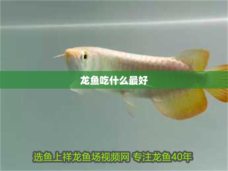 龍魚吃什么最好 龍魚吃什么最好 龍魚百科