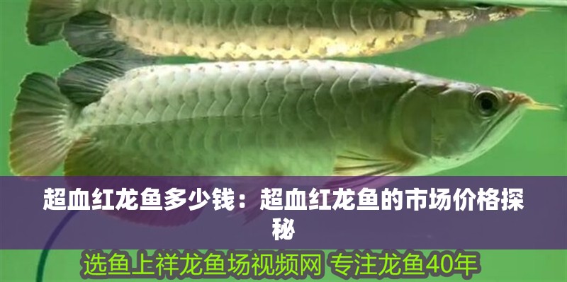 超血紅龍魚多少錢：超血紅龍魚的市場(chǎng)價(jià)格探秘
