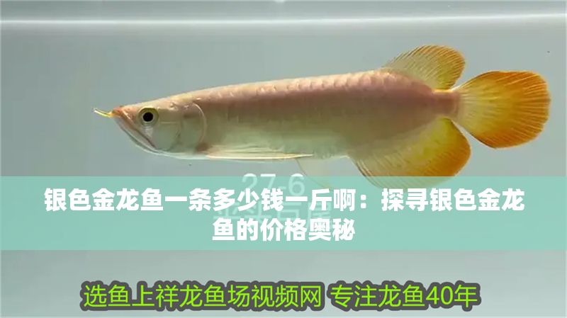 銀色金龍魚一條多少錢一斤啊：探尋銀色金龍魚的價格奧秘