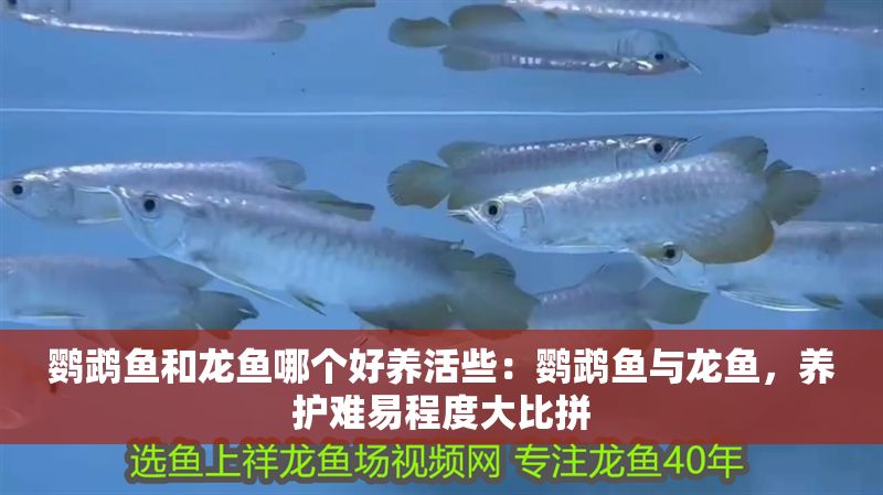 鸚鵡魚和龍魚哪個好養(yǎng)活些：鸚鵡魚與龍魚，養(yǎng)護(hù)難易程度大比拼