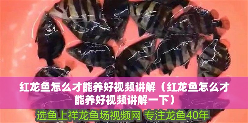 紅龍魚怎么才能養好視頻講解（紅龍魚怎么才能養好視頻講解一下）