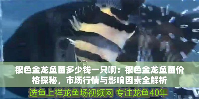 銀色金龍魚苗多少錢一只啊：銀色金龍魚苗價格探秘，市場行情與影響因素全解析