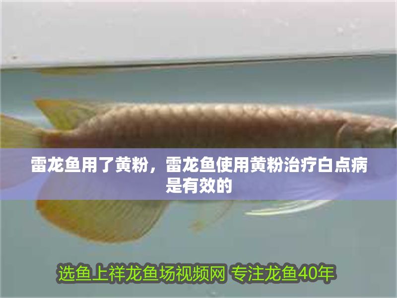 雷龍魚用了黃粉，雷龍魚使用黃粉治療白點病是有效的