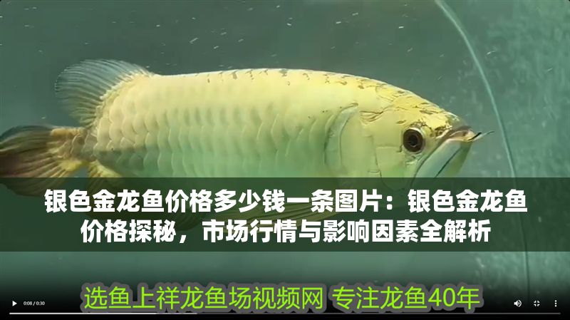 銀色金龍魚價格多少錢一條圖片：銀色金龍魚價格探秘，市場行情與影響因素全解析