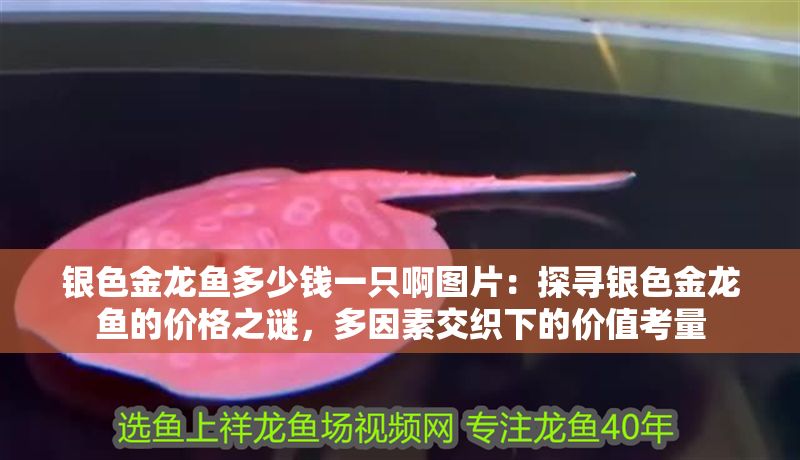 銀色金龍魚多少錢一只啊圖片：探尋銀色金龍魚的價格之謎，多因素交織下的價值考量