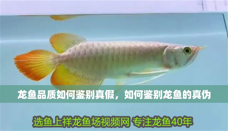 龍魚品質如何鑒別真假，如何鑒別龍魚的真偽