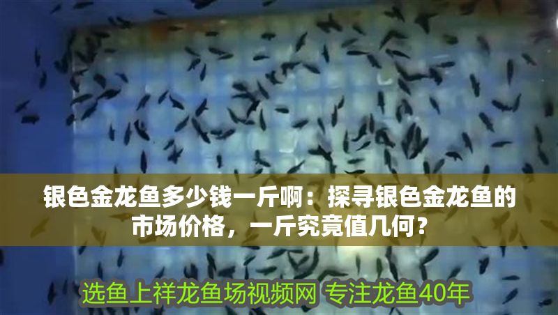 銀色金龍魚多少錢一斤啊：探尋銀色金龍魚的市場價格，一斤究竟值幾何？