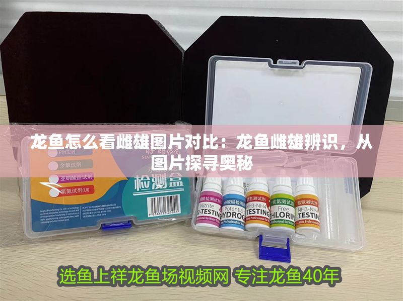 龍魚怎么看雌雄圖片對比：龍魚雌雄辨識，從圖片探尋奧秘