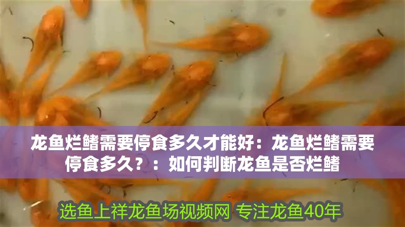龍魚(yú)爛鰭需要停食多久才能好：龍魚(yú)爛鰭需要停食多久？：如何判斷龍魚(yú)是否爛鰭