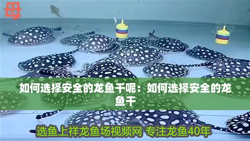 如何選擇安全的龍魚干呢：如何選擇安全的龍魚干