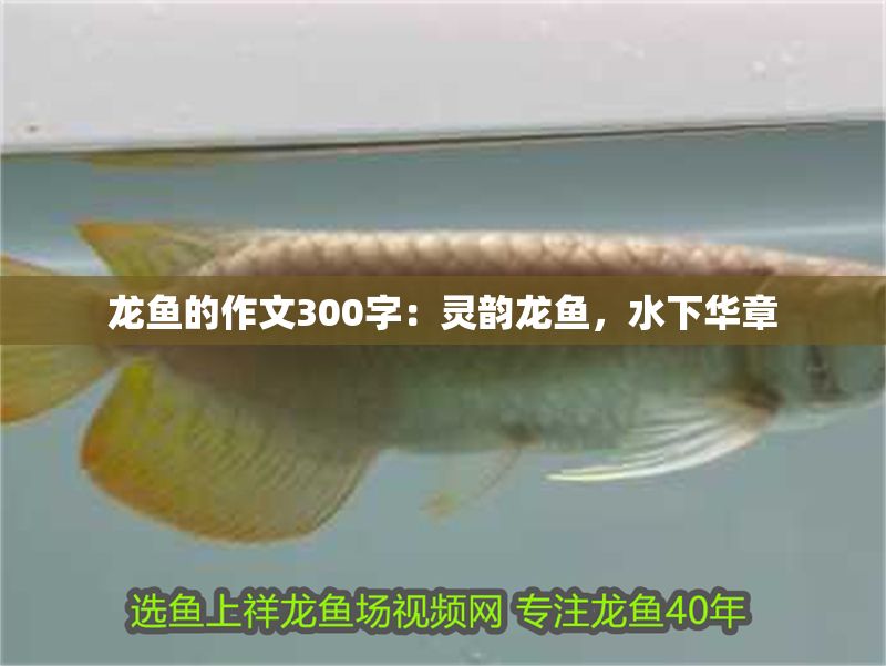 龍魚的作文300字：靈韻龍魚，水下華章