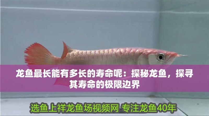 龍魚最長能有多長的壽命呢：探秘龍魚，探尋其壽命的極限邊界