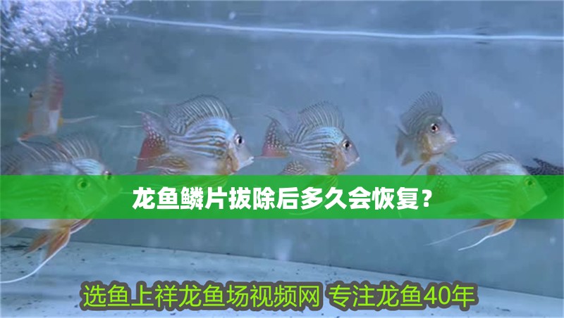龍魚鱗片拔除后多久會恢復(fù)？
