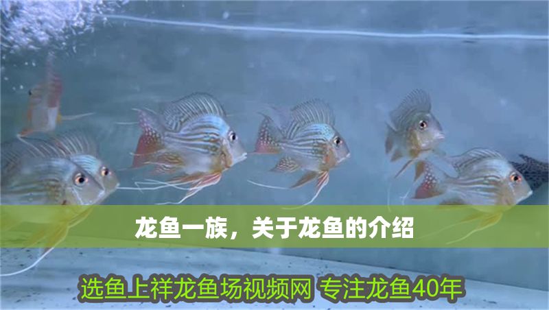 龍魚一族，關于龍魚的介紹