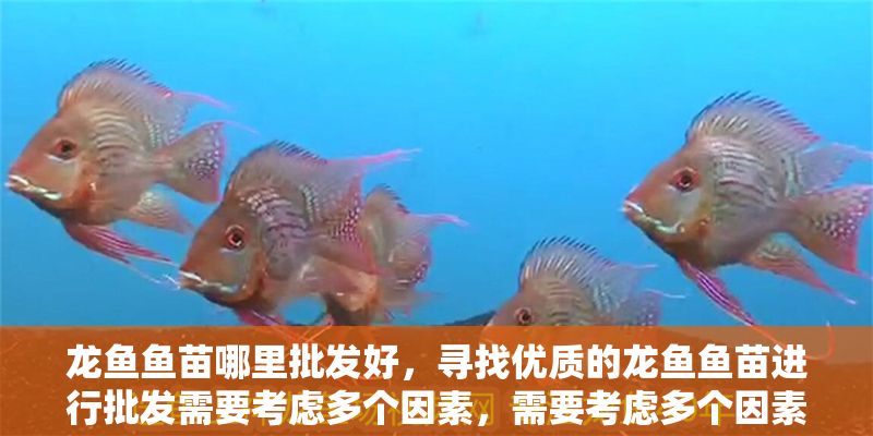 龍魚魚苗哪里批發好，尋找優質的龍魚魚苗進行批發需要考慮多個因素，需要考慮多個因素