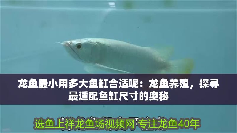 龍魚最小用多大魚缸合適呢：龍魚養殖，探尋最適配魚缸尺寸的奧秘