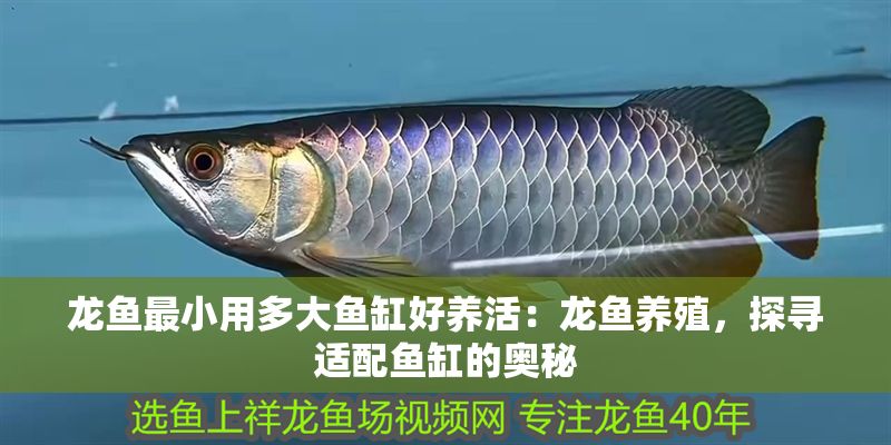 龍魚最小用多大魚缸好養(yǎng)活：龍魚養(yǎng)殖，探尋適配魚缸的奧秘
