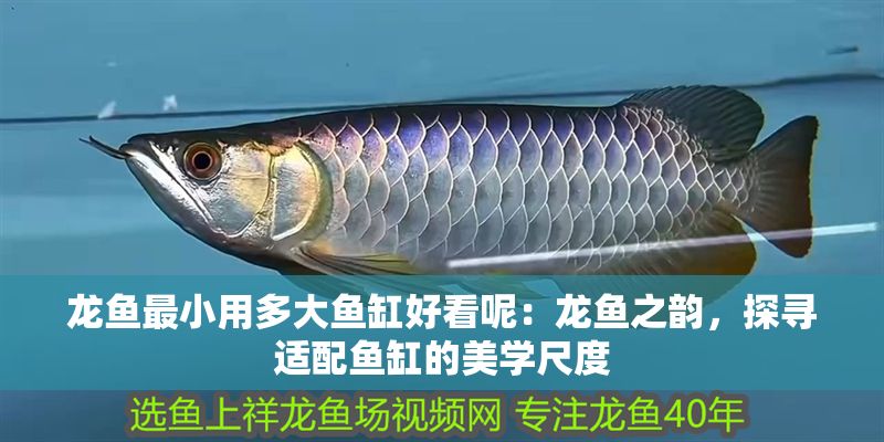 誒呀 誒呀 龍魚論壇 第1張