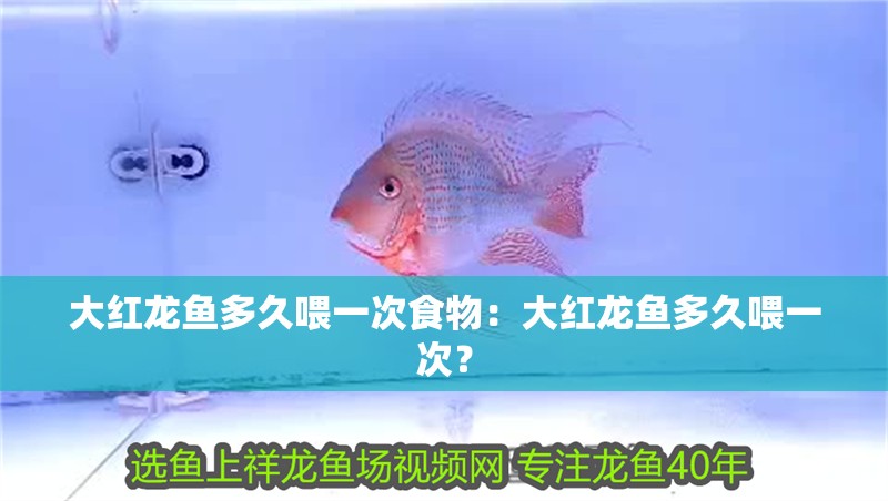 大紅龍魚多久喂一次食物：大紅龍魚多久喂一次？