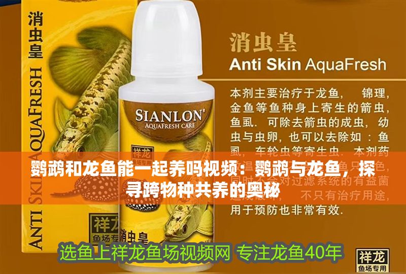 鸚鵡和龍魚(yú)能一起養(yǎng)嗎視頻：鸚鵡與龍魚(yú)，探尋跨物種共養(yǎng)的奧秘