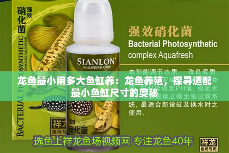 龍魚(yú)最小用多大魚(yú)缸養(yǎng)：龍魚(yú)養(yǎng)殖，探尋適配最小魚(yú)缸尺寸的奧秘