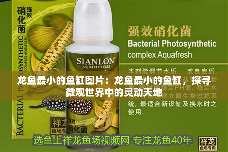 龍魚最小的魚缸圖片：龍魚最小的魚缸，探尋微觀世界中的靈動天地