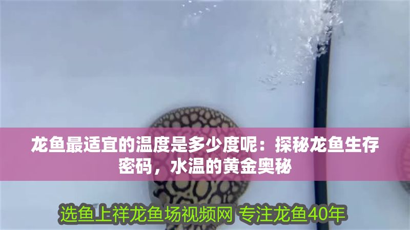 龍魚最適宜的溫度是多少度呢：探秘龍魚生存密碼，水溫的黃金奧秘