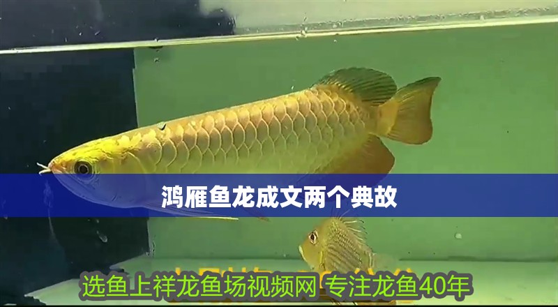鴻雁魚龍成文兩個典故