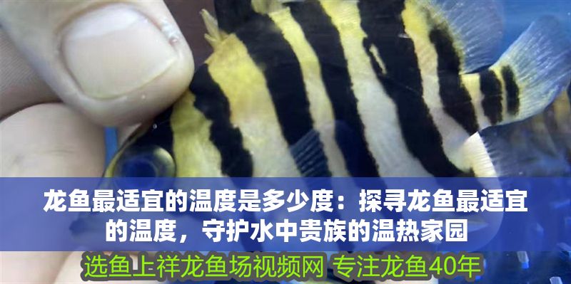 龍魚最適宜的溫度是多少度：探尋龍魚最適宜的溫度，守護水中貴族的溫熱家園
