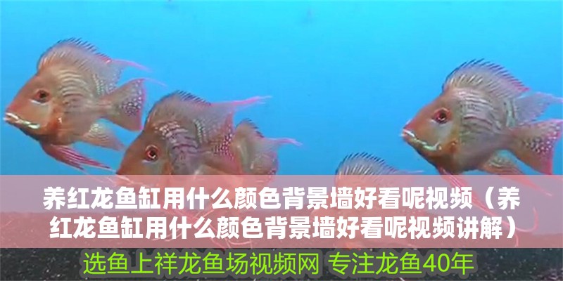 養(yǎng)紅龍魚缸用什么顏色背景墻好看呢視頻（養(yǎng)紅龍魚缸用什么顏色背景墻好看呢視頻講解）